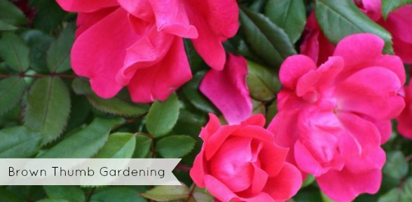 Brown Thumb Gardening