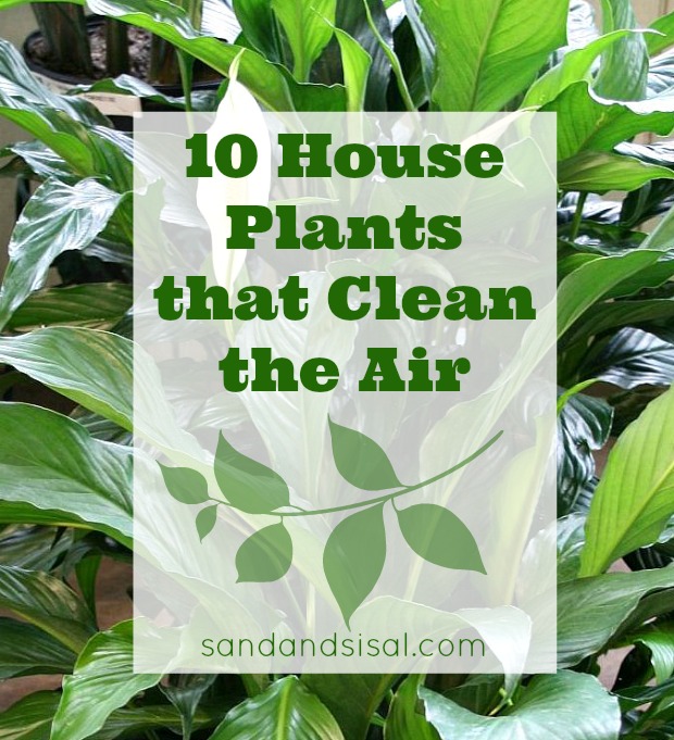 10 Houseplants That Clean The Air Sand And Sisal