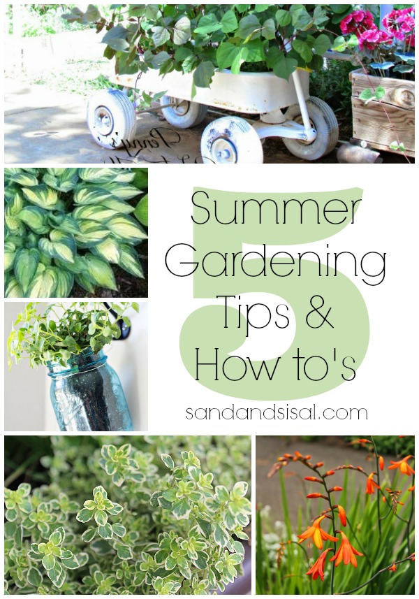 5 Summer Gardening Tips & How to's