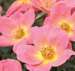 Brown Thumb Gardener S Guide To Easy Roses Sand And Sisal