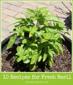 10 Recipes for Fresh Basil - Sand and Sisal