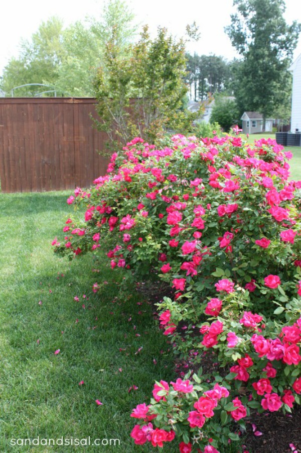 Knock-out-rose-hedge. How and when to prune knock out roses.