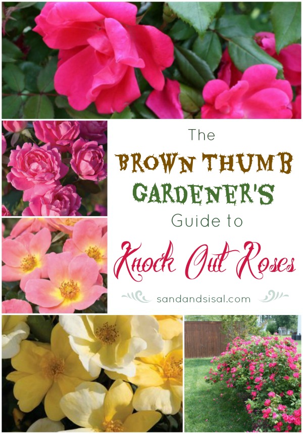 The-Brown-Thumb-Gardeners-Guide-to-Knock-Out-Roses-
