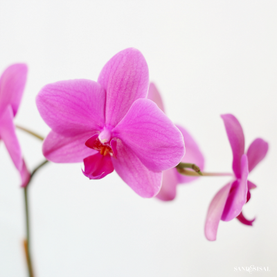 How to Grow Orchids - a Beginner's Guide - Sand and Sisal