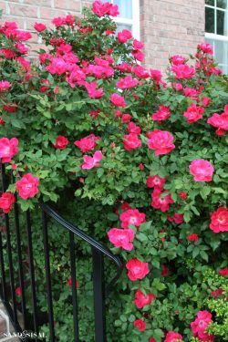 How and When to Prune Knock Out Roses - Sand and Sisal