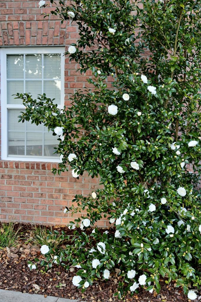 Fabulous Fall Blooming Camellias - Sand and Sisal