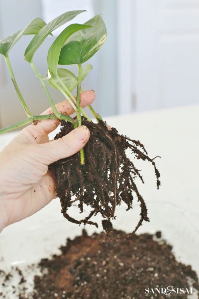 DIY Kokedama - Japanese Moss Ball Planters - Sand and Sisal