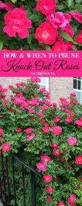 How and When to Prune Knock Out Roses - Sand and Sisal