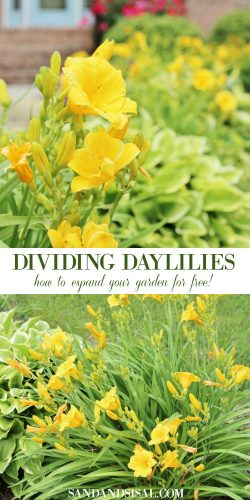 Dividing Daylilies - How to Expand Your Garden for Free - Sand and Sisal