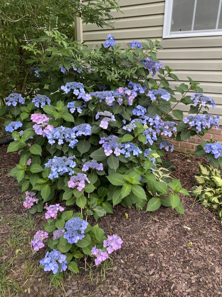 Welcome to My Hydrangea Garden Tour | Sand and Sisal